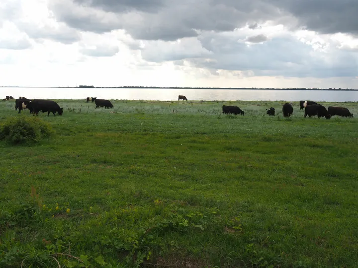 Halshuisene + Enebaerodde Beach (Denemarken)